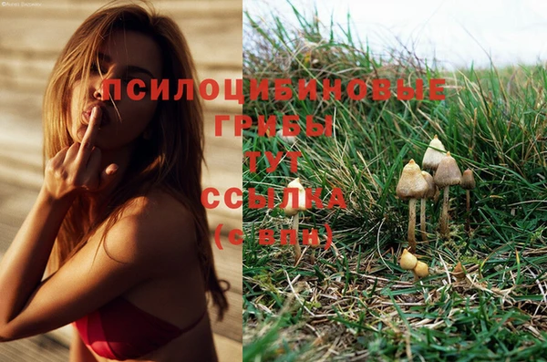 стаф Арсеньев